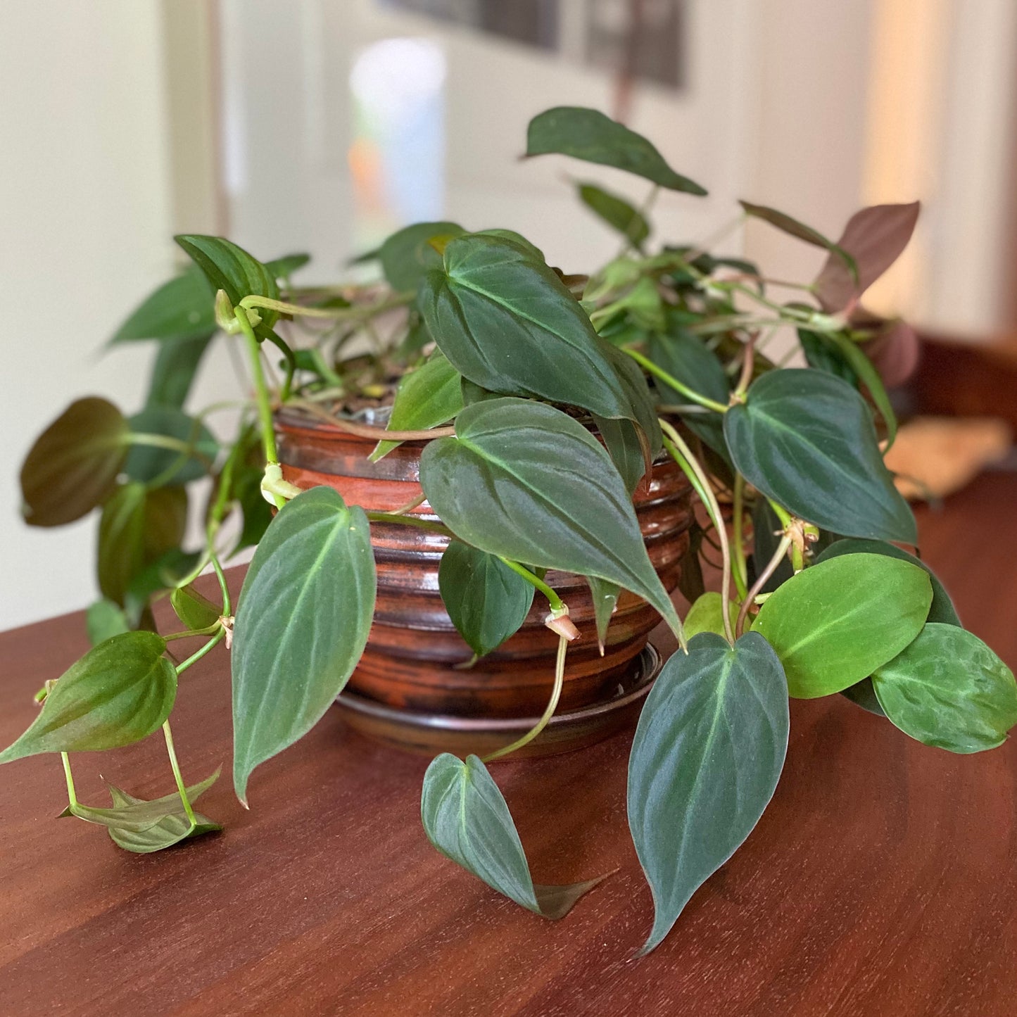 Planter with Ridges